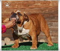 Étalon Bulldog Anglais - King´s Feeling Bull jandilla