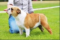 Étalon Bulldog Anglais - Mary margareth des bulls des hautes falaises