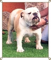 Étalon Bulldog Anglais - King´s Feeling Topacio