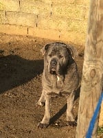 Étalon Cane Corso - Hiris (Sans Affixe)