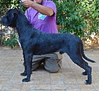 Étalon Cane Corso - What women want dell'Antiqua Apulia