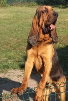 Étalon Chien de Saint-Hubert - Nobel du chateau de Saint Louis