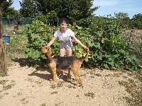 Étalon Chien de Saint-Hubert - du pays de d'artagnan Impérialle