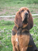 Étalon Chien de Saint-Hubert - Lady (Sans Affixe)