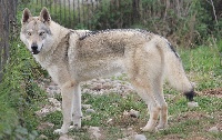 Étalon Chien-loup tchecoslovaque - CH. Lipika De la combe noire