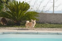 Étalon Chihuahua - ahau casa grande Penelope forever