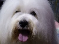 Étalon Coton de Tulear - CH. Moonfleet des féeries du valdonne