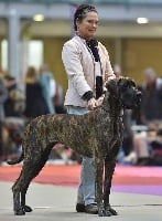 Étalon Dogue allemand - I'madibatara des Alans d'or du Val de Tara