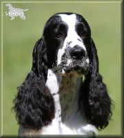 Étalon English Springer Spaniel - CH. dexbenella Sirius black