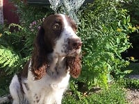 Étalon English Springer Spaniel - TR. Léopoldine du Chemin Aux Herbes Folles