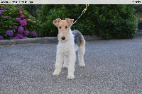 Étalon Fox Terrier Poil Dur - Narco De La Forêt Longue