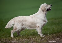 Étalon Golden Retriever - CH. dutch consolidation Moonwalker