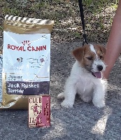 Étalon Jack Russell Terrier - One love De La Cité Du Bolwerk