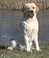 Étalon Labrador Retriever - CH. tissura Ikilumi for de l'escampette