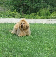 Étalon Lhassa Apso - Ichangu Du chemin des trois joyaux