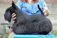 Étalon Scottish Terrier - Magie noire du mat des oyats