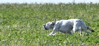 Étalon Setter Anglais - TR. Moly Du Clos Résineux