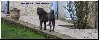 Étalon Shar Pei - Mamy blue Du grand baronnet