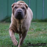 Étalon Shar Pei - Nemesis pearl (Sans Affixe)