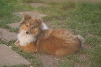 Étalon Shetland Sheepdog - Natcha poupée russe Du vent des moissons