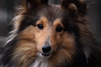 Étalon Shetland Sheepdog - Milady De kardaillan