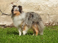 Étalon Shetland Sheepdog - Maia blue Des Etoiles De Plume