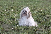 Étalon Shih Tzu - Jimie-lee Khy-Maho du soleil levant