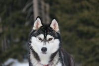 Étalon Siberian Husky - CH. Lara croft of Nordic Forest