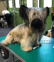 Étalon Skye Terrier - CH. Hanky panky bohemia skywalker