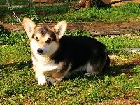 Étalon Welsh Corgi Pembroke - Marzipan plyushevyi volk