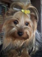 Étalon Yorkshire Terrier - Lenny Du Rocher D'Azur