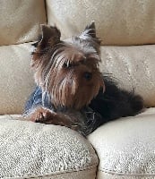 Étalon Yorkshire Terrier - Iacco (Sans Affixe)