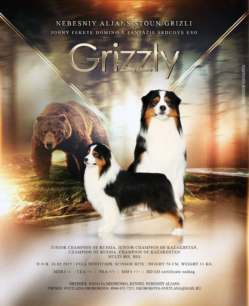 CH. nebesniy aljans Grizzly