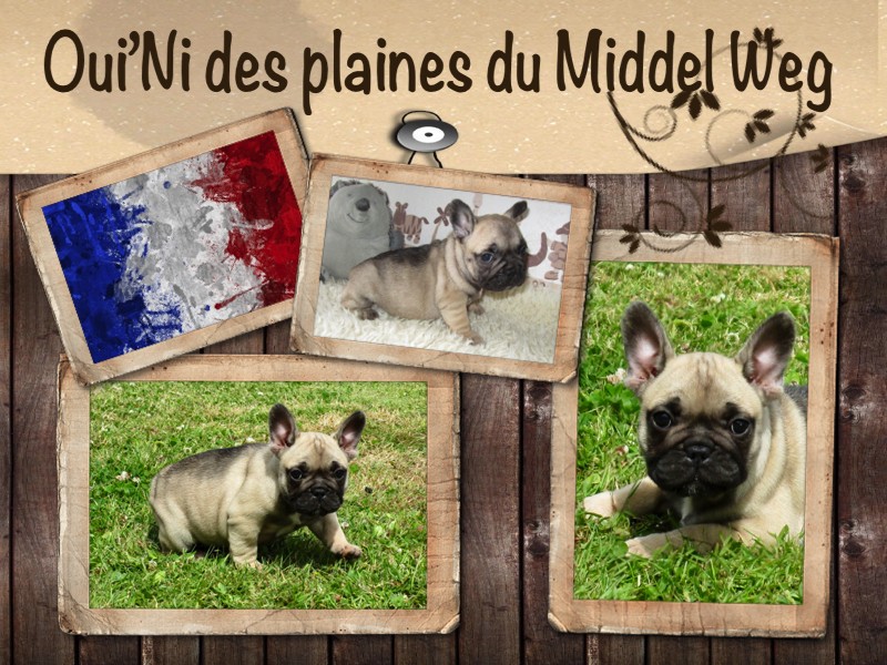 Auteur : Le Middel Weg