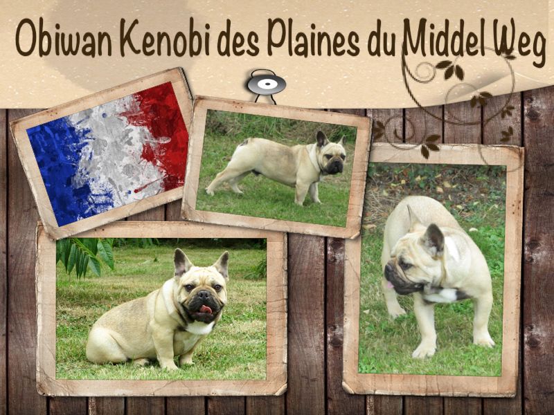 Obiwan kenobi des Plaines du Middel Weg