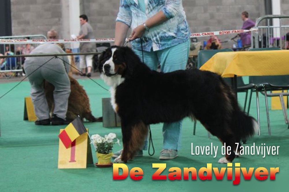 CH. Lovely de zandvijver