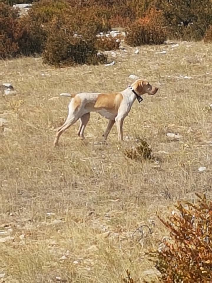 Publication : De La Croix De L'Aiguillon Auteur : Laurent Veyssière