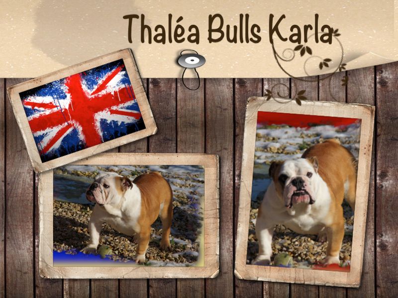 Thalea Bulls Karla