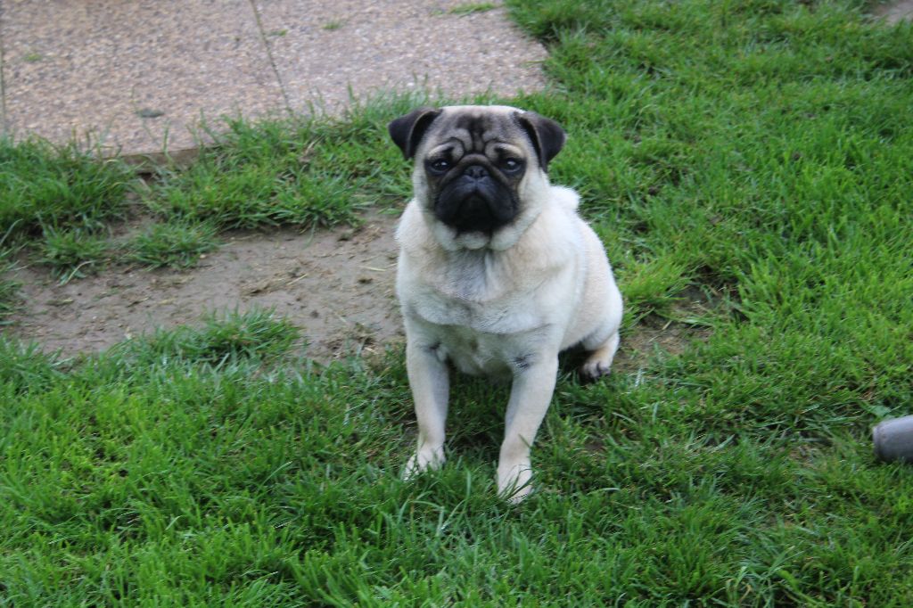 Looping de la maison des fées