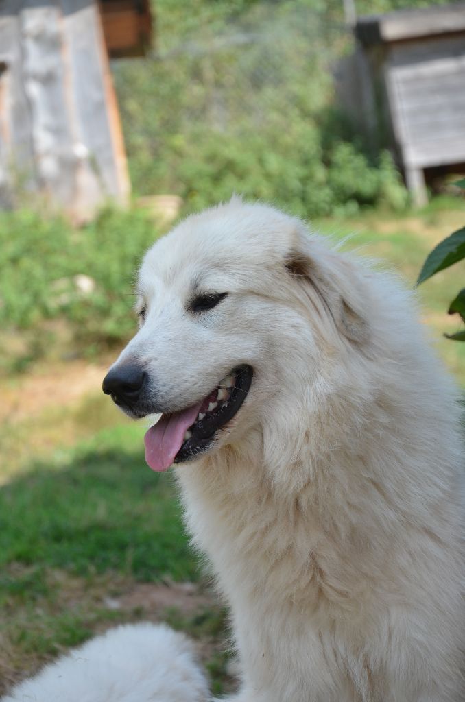 Publication : Des Sept Roses 