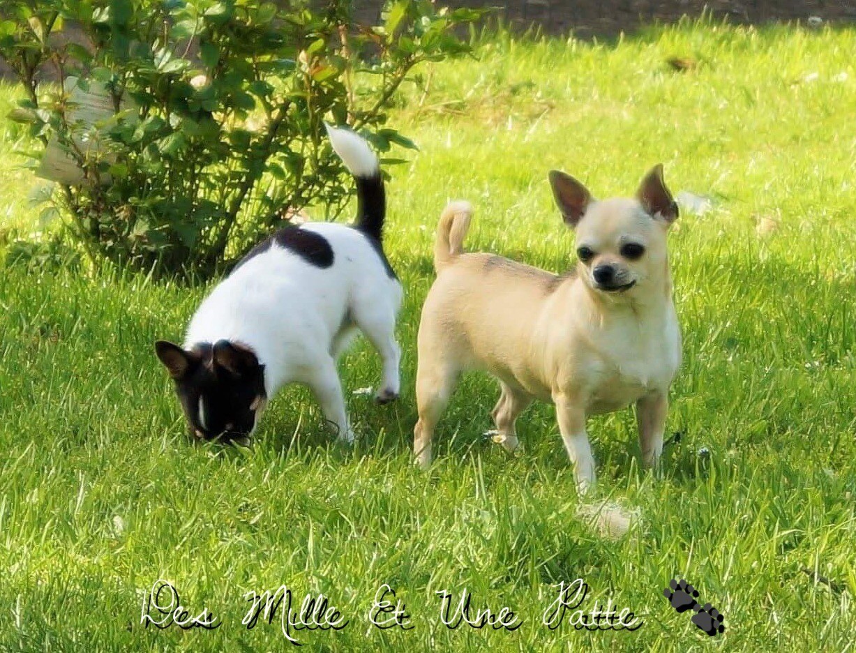 Publication : des Mille et une Patte Auteur : Cabrera Stéphanie 