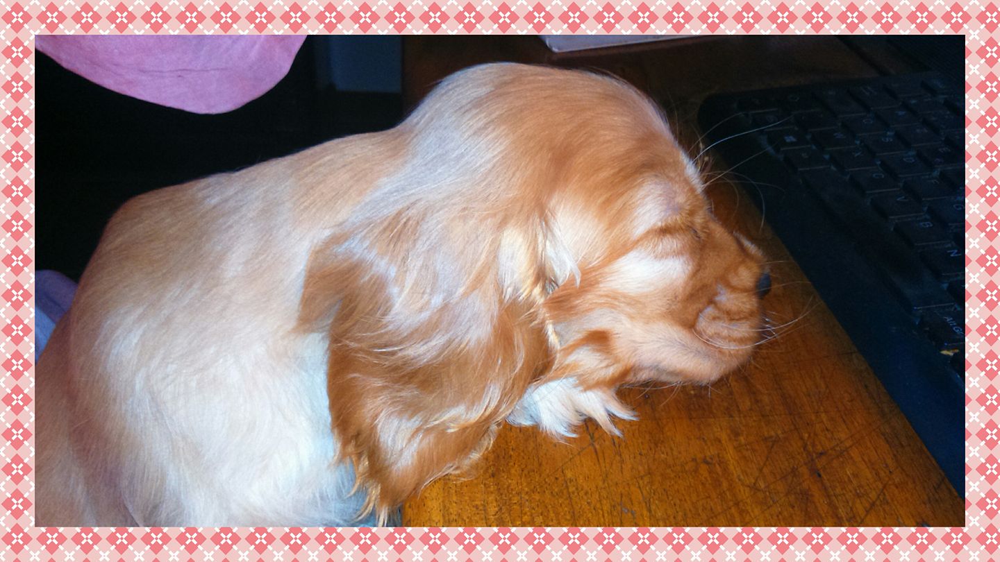 Publication : Macadam Circus