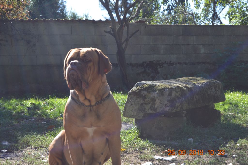 Legendarivs Canis Liiliii pink