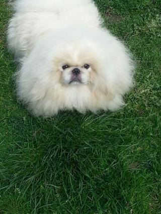 Publication : Sers Dents D'Alsace 