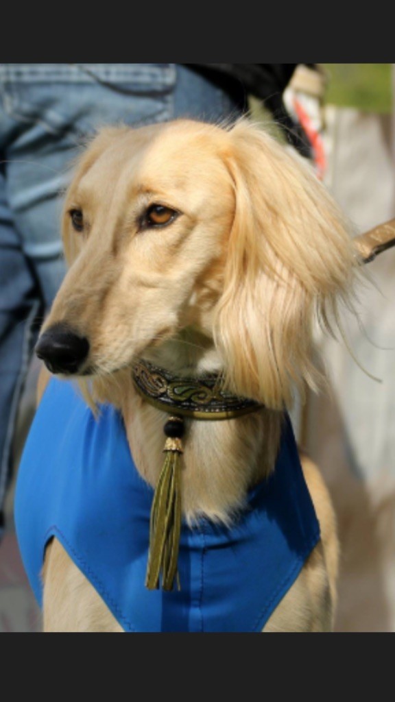 salgrey's Hugo ludwig