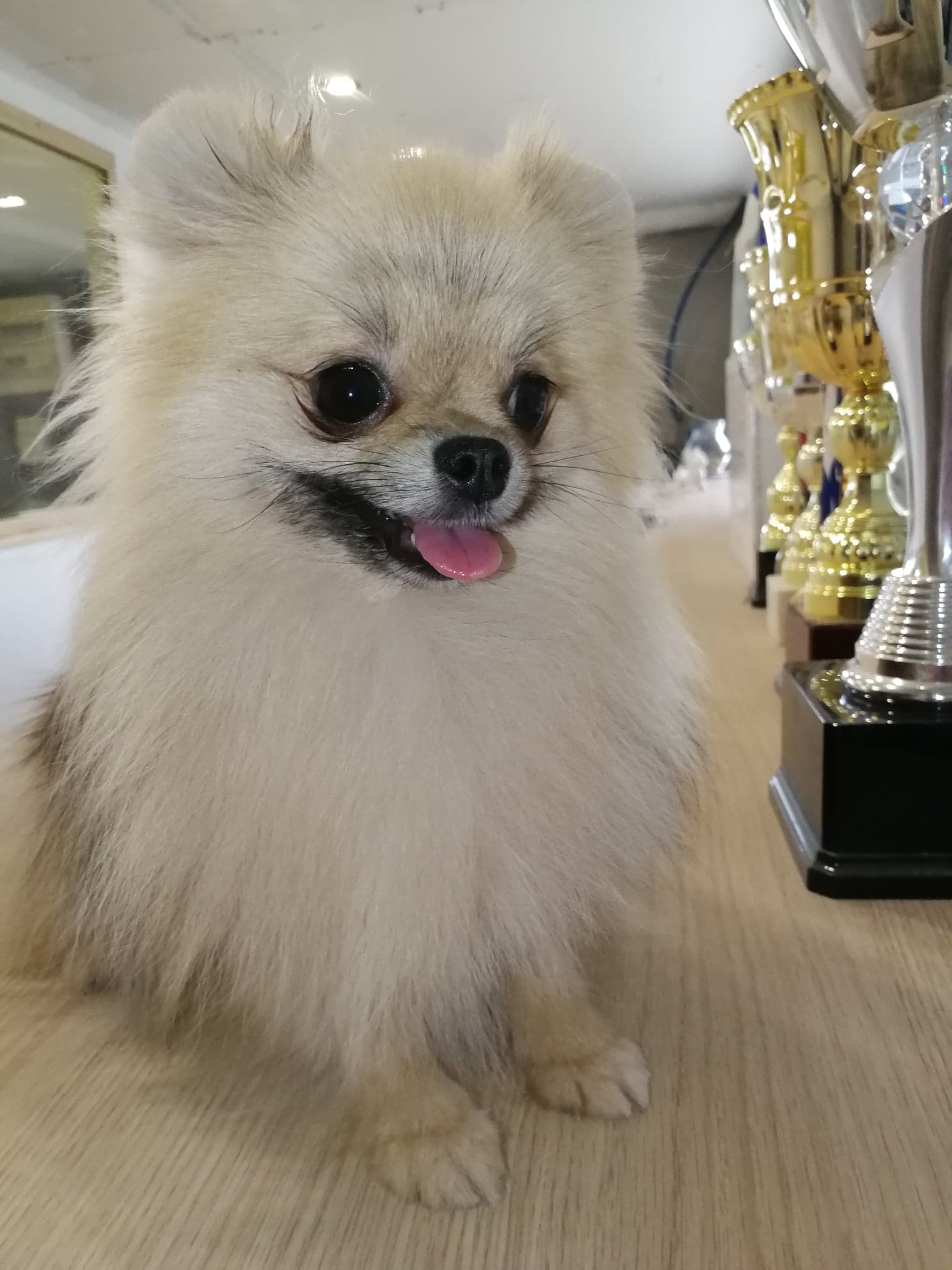 Publication : De Windy'stia Auteur : Corinne MEILLIER