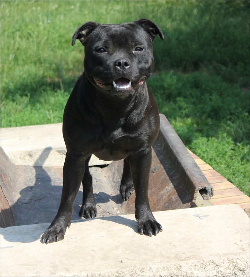 Publication : Dimteamdogz