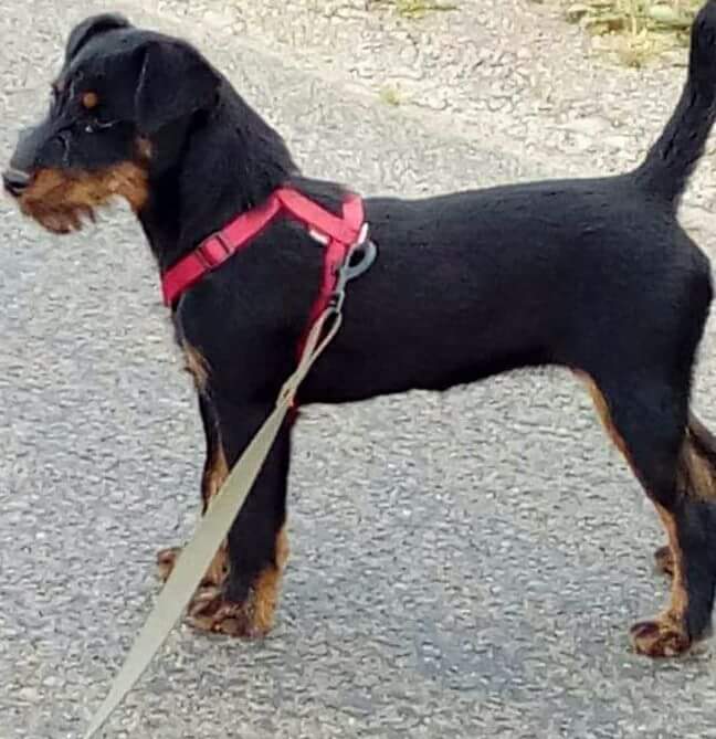 Publication : Des Petites Terreurs 