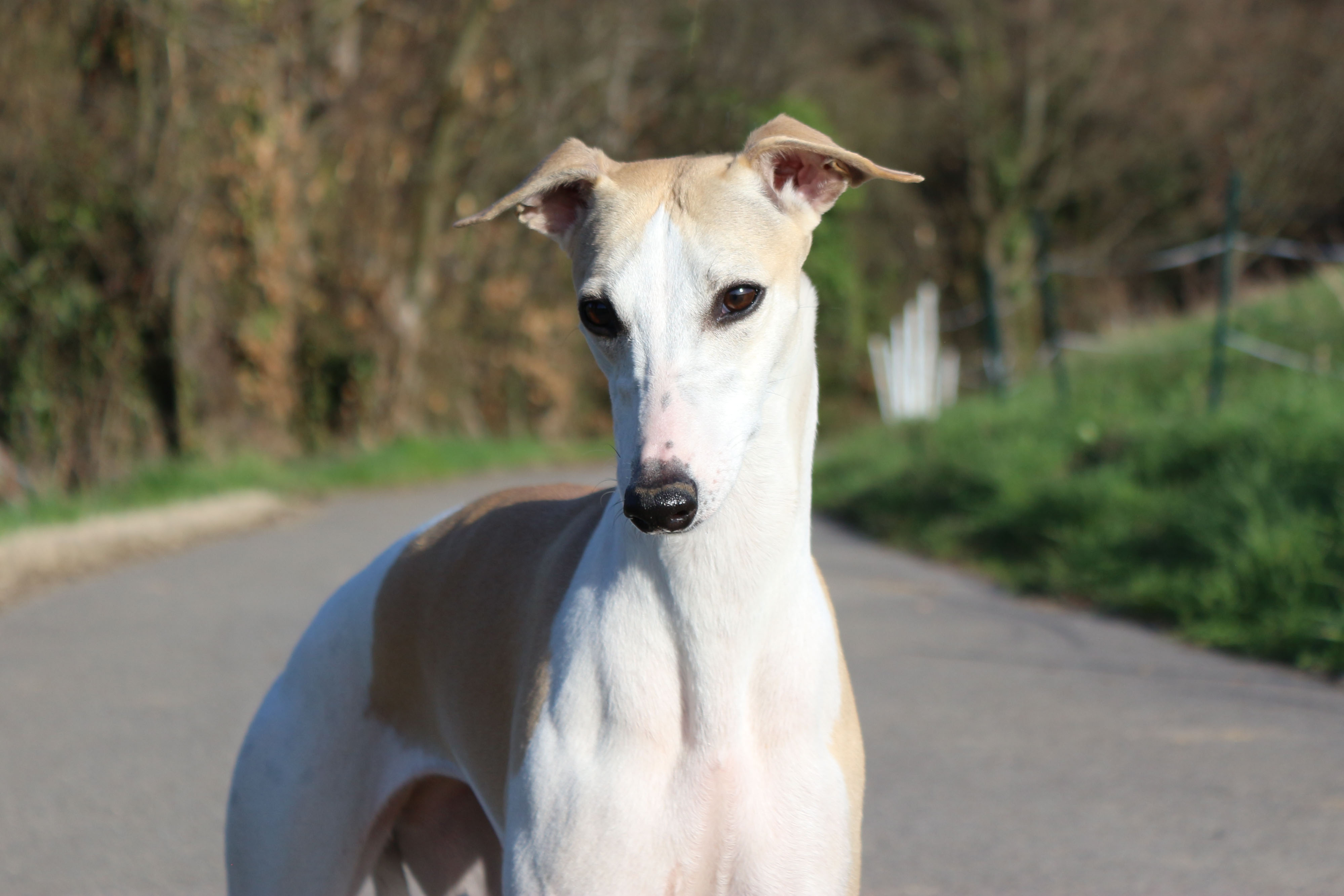 Publication : Of Royal Fragrance 