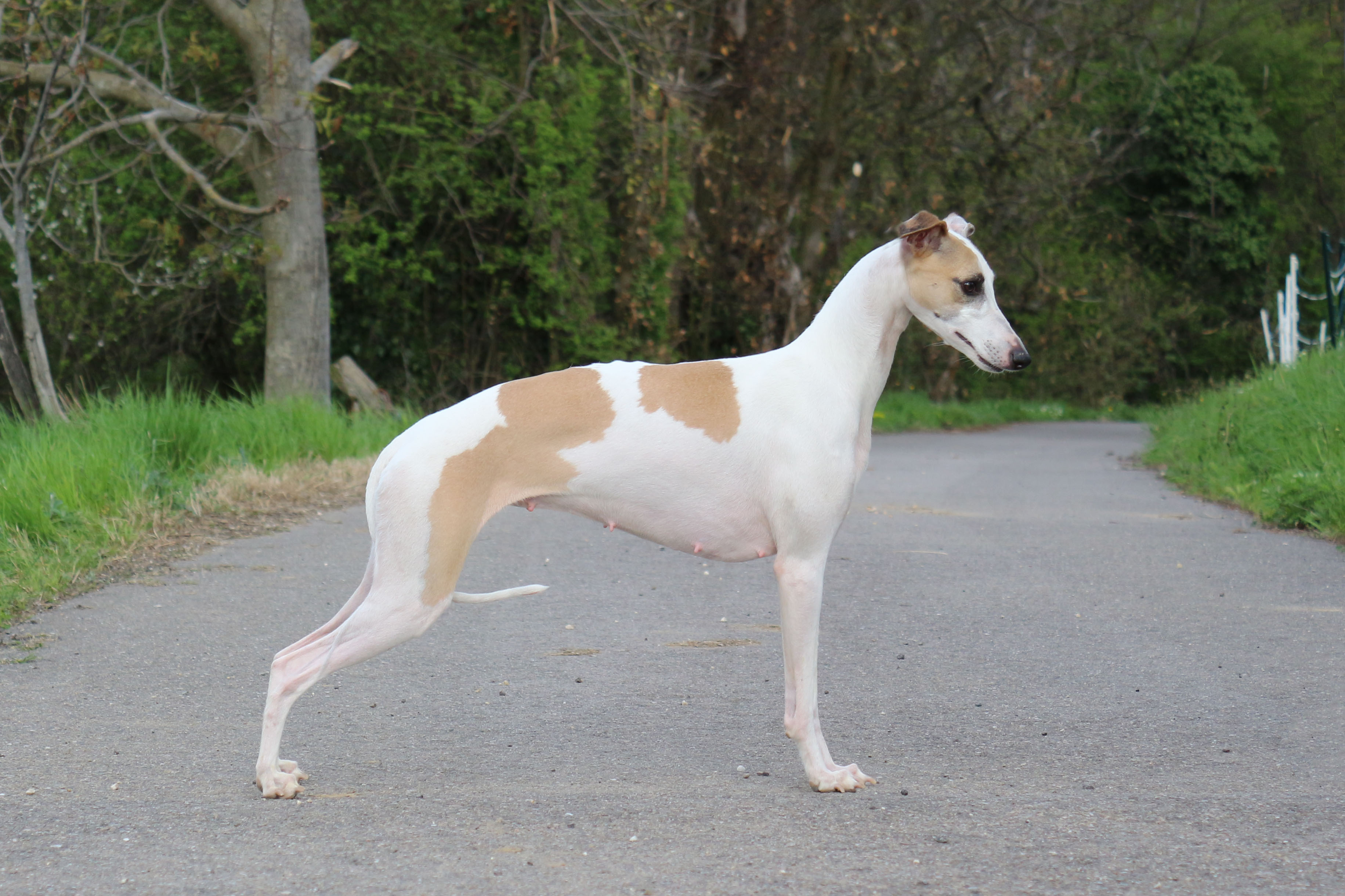 Publication : Of Royal Fragrance 